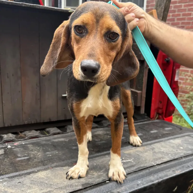 A young small-sized female Beagle dog named Birdie for adoption in HANSON, MA
