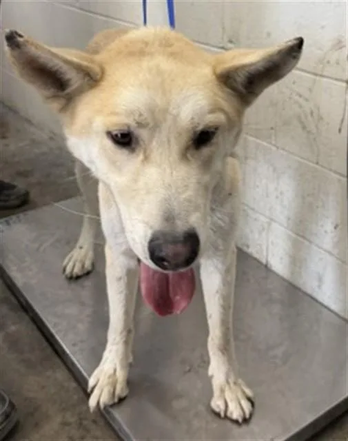 A young large-sized male German Shepherd Dog dog named Gus for adoption in San Bernardino, CA