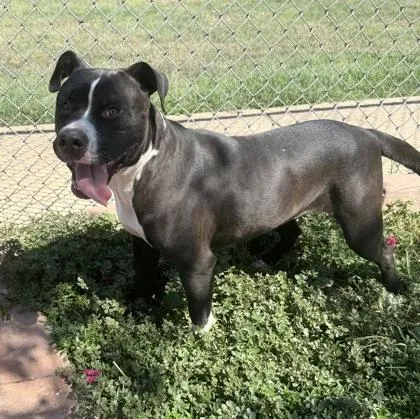 An adult large-sized female Boxer dog named Katie for adoption in Shreveport, LA