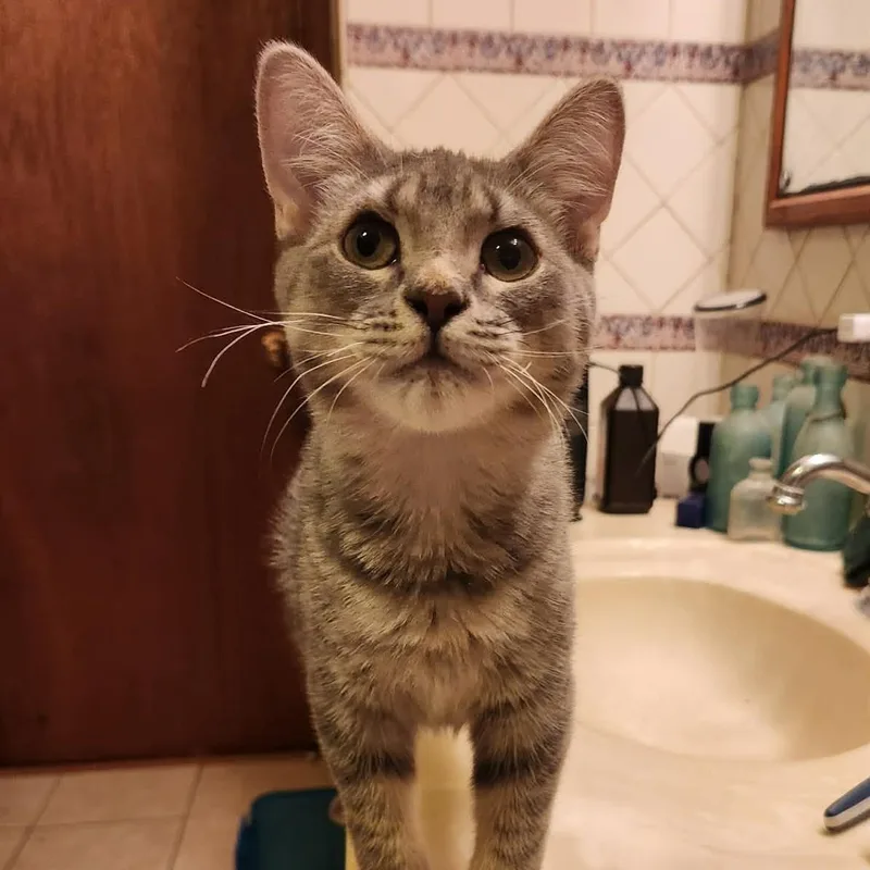 A young small-sized male Tabby (Gray / Blue / Silver) Domestic Short Hair cat named Hobnob for adoption in Janesville, WI