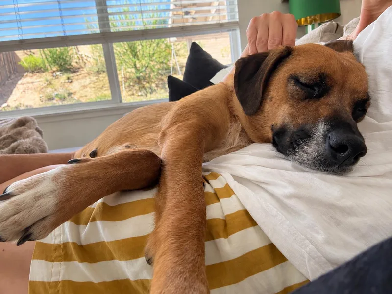 An adult medium-sized female Black Mouth Cur dog named Birdie for adoption in Menifee, CA