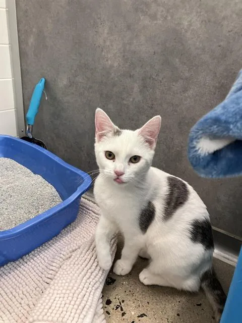 A young small-sized female Domestic Short Hair cat named Muppet for adoption in Leesburg, VA