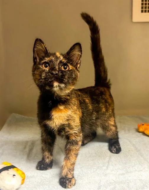 A baby small-sized female Domestic Short Hair cat named Alex for adoption in Statesville, NC