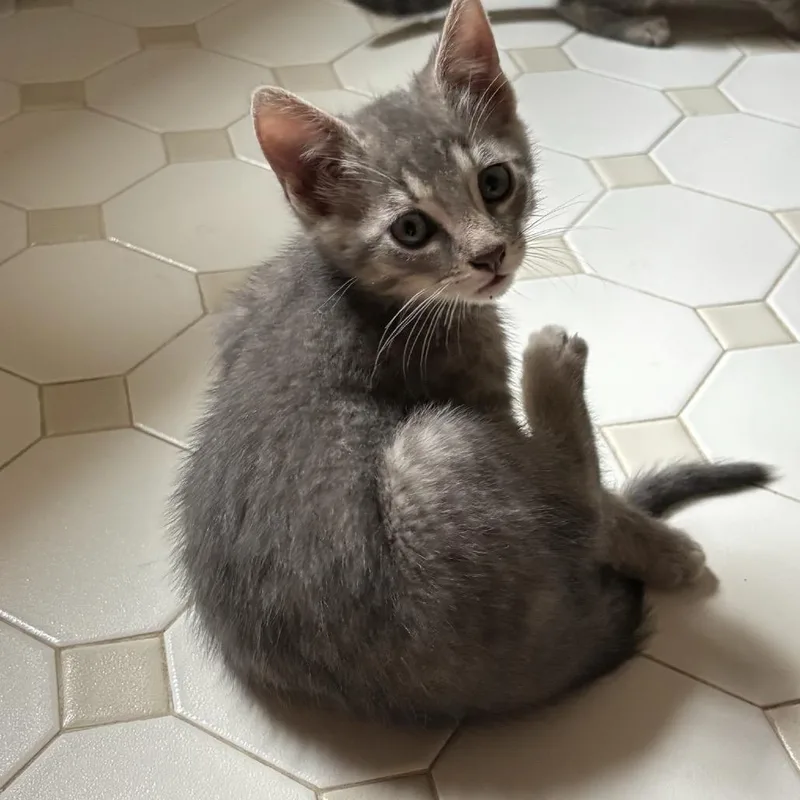 A baby small-sized male Gray / Blue / Silver Domestic Short Hair cat named Cortland for adoption in Bensalem, PA