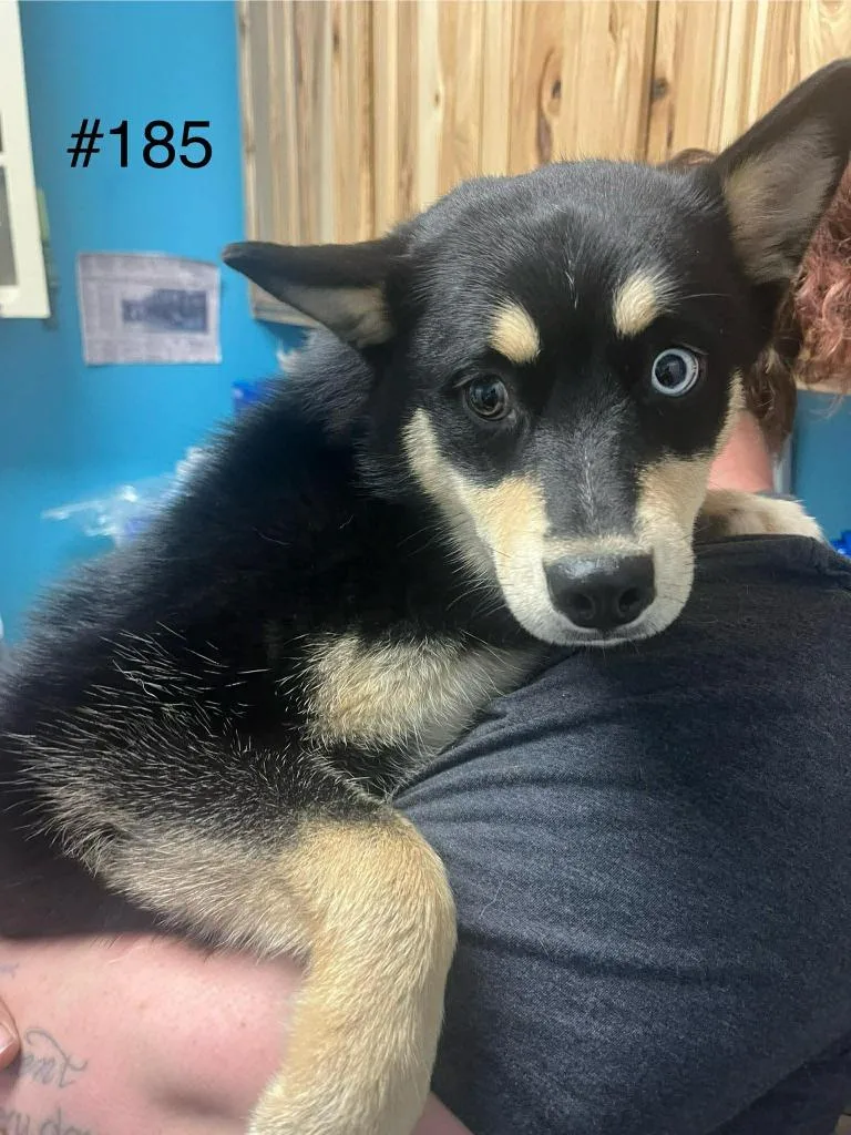 A young medium-sized female Pomeranian dog named Casca for adoption in Kendallville, IN