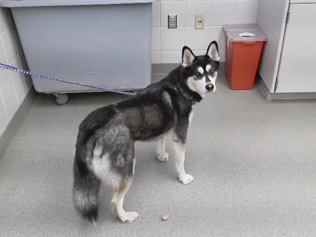 A young medium-sized female Husky dog named Lavinia for adoption in Omaha, NE