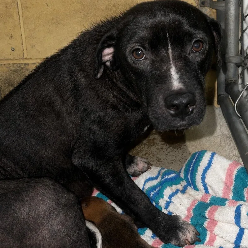 A young medium-sized female Black Mixed Breed dog named Fern for adoption in Valley, AL