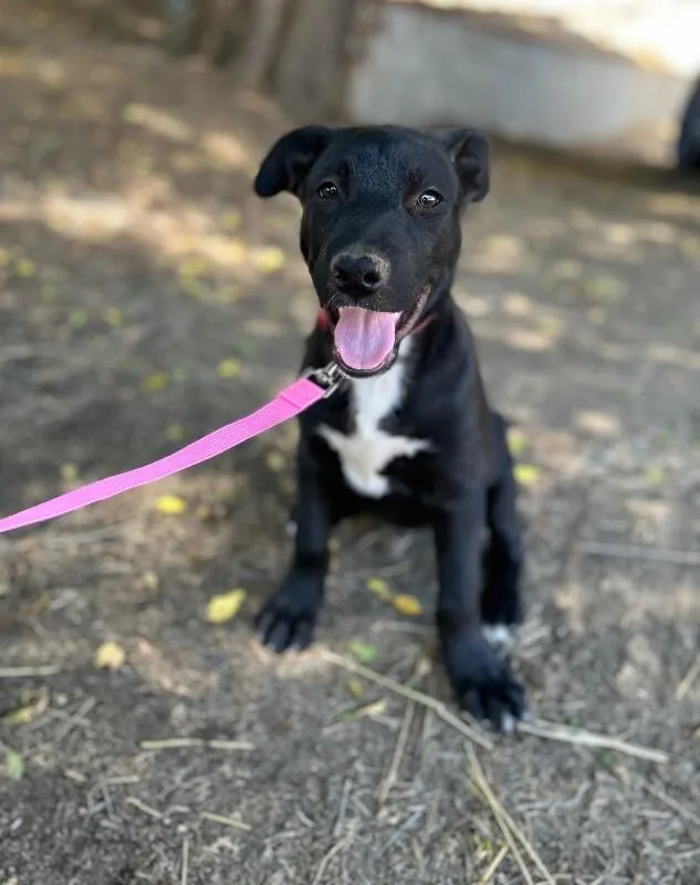 A baby large-sized male Black Shepherd dog named Red Stray Downey for adoption in Van Nuys, CA