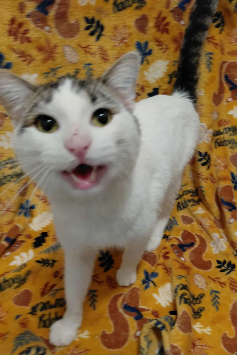 C Litter Frosty thumbnail 2