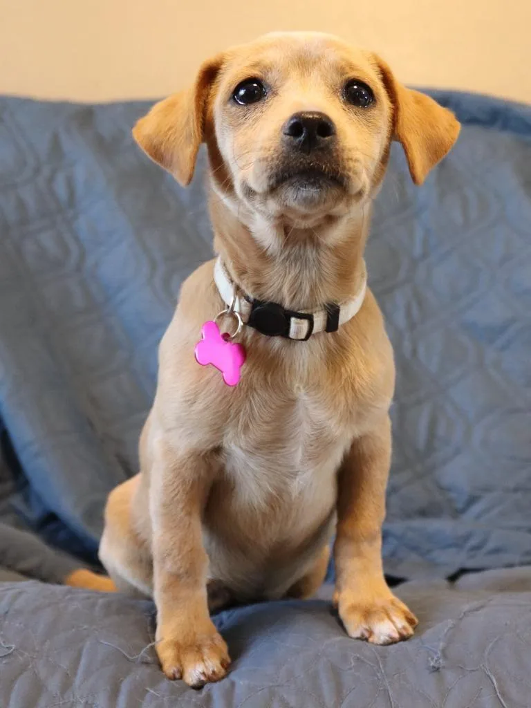 A baby medium-sized female Mixed Breed dog named Lacey for adoption in Mesa, AZ