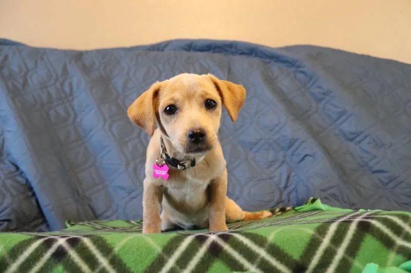 Lacey thumbnail 2