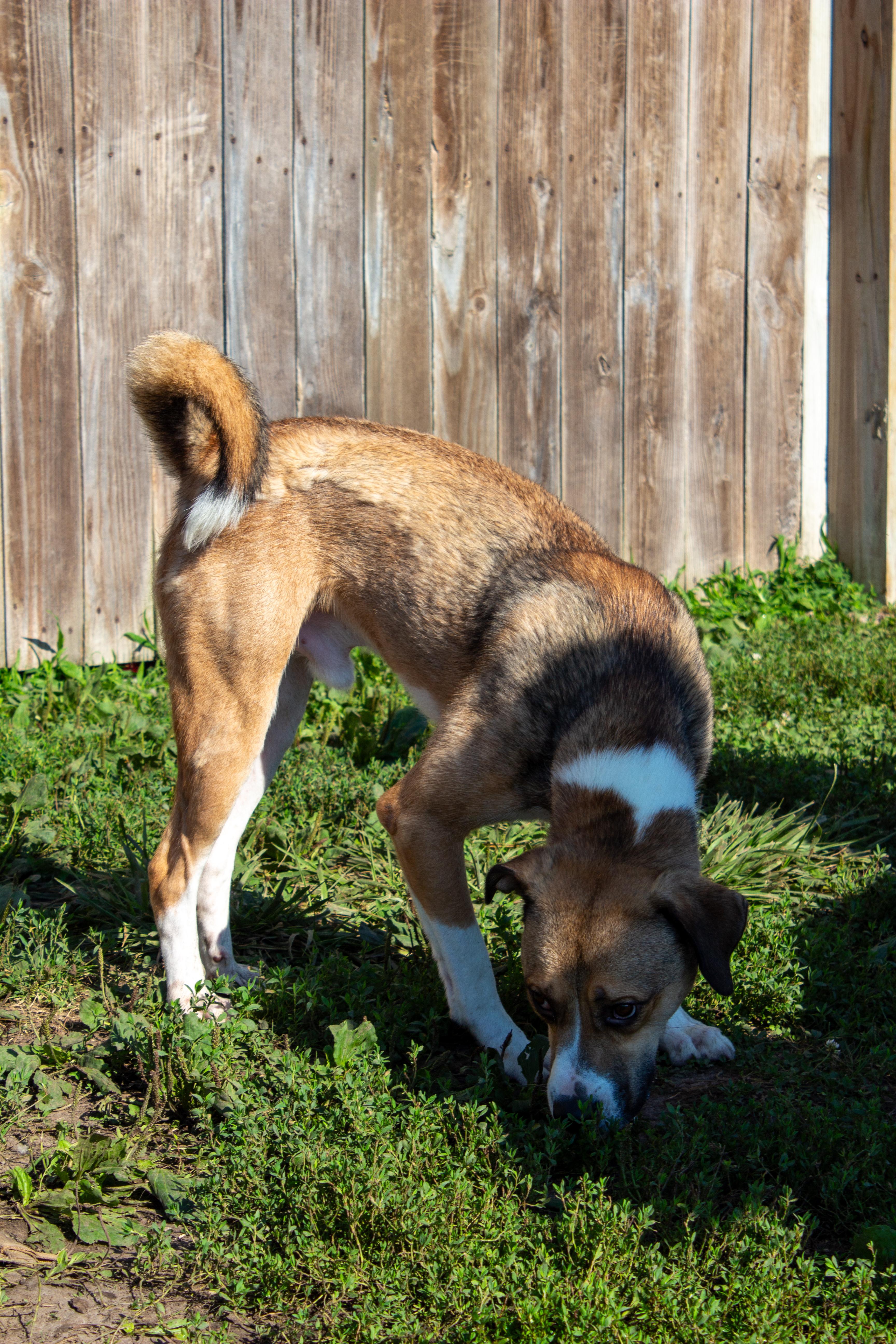 A young medium-sized male Brown / Chocolate Beagle dog named Dudley for adoption in Dyer, IN