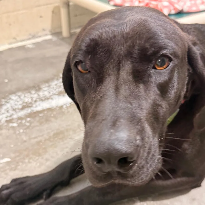 An adult large-sized female Black Weimaraner dog named Miley for adoption in Evansville, IN