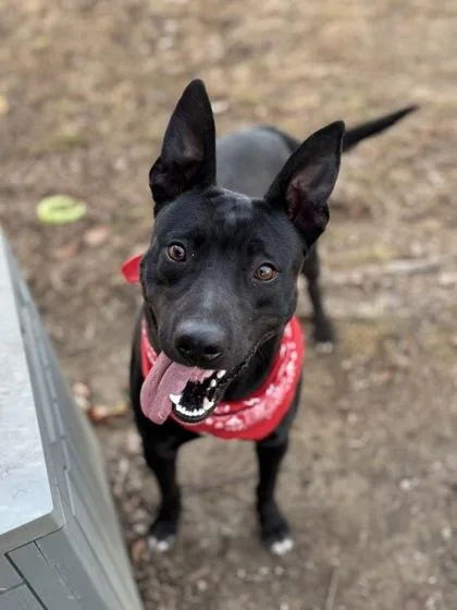 Jack Black thumbnail 3