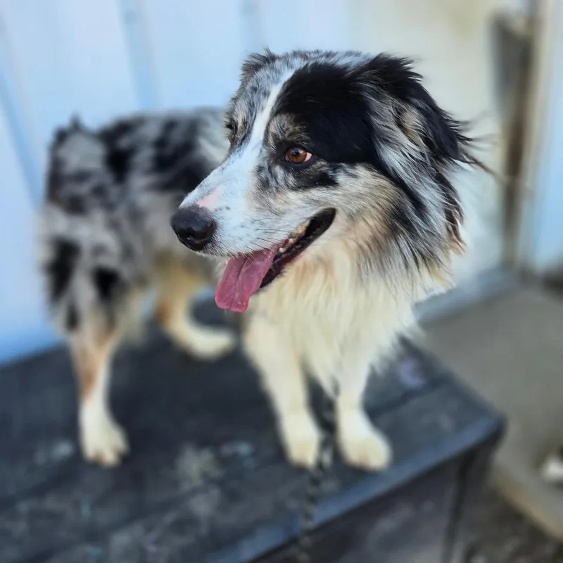 Sterling thumbnail 2