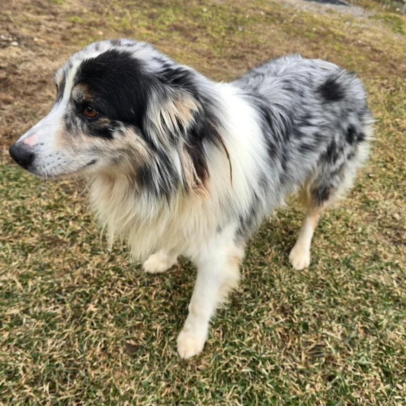 Sterling thumbnail 3