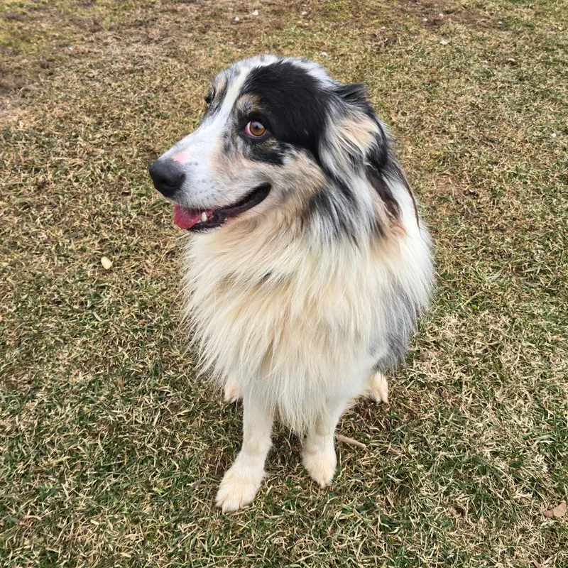 Sterling thumbnail 4