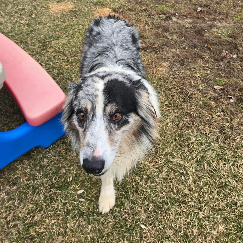 Sterling thumbnail 5