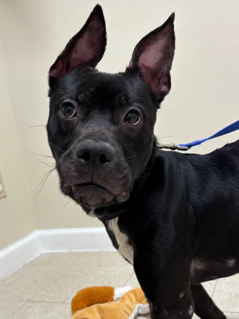 A baby medium-sized male Labrador Retriever dog named Kodak for adoption in Fall River, MA