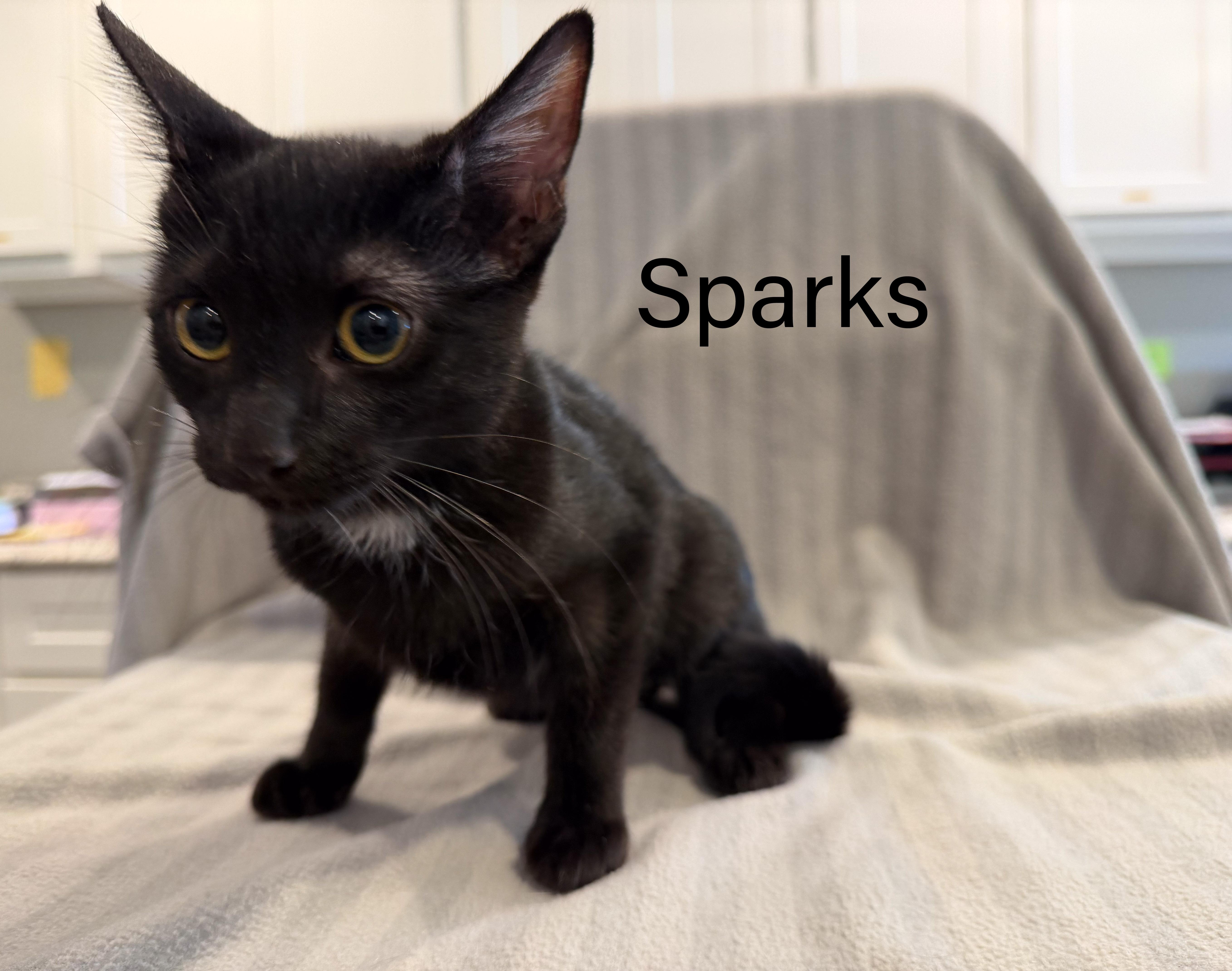 A baby small-sized female Domestic Short Hair cat named Sparks for adoption in Bloomsdale, MO