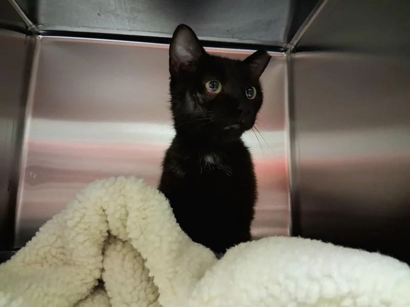 An adult medium-sized female Domestic Short Hair cat named Binx for adoption in Wintersville, OH