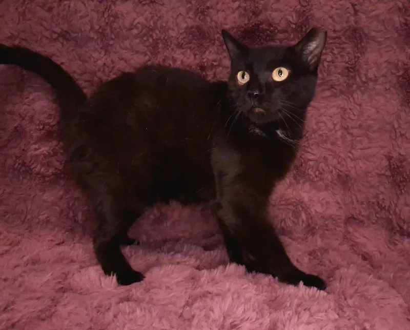 Binx thumbnail 2