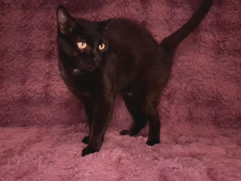 Binx thumbnail 3