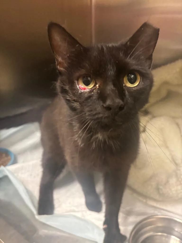 Binx thumbnail 4