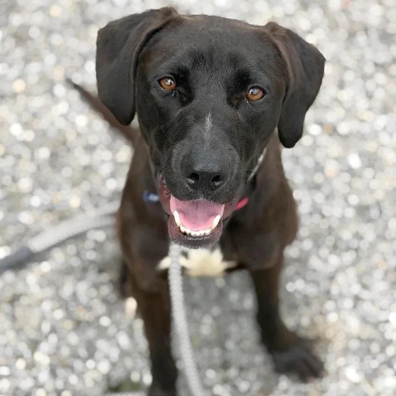 A young medium-sized male Black Mixed Breed dog named Bacardi for adoption in Asheville, NC