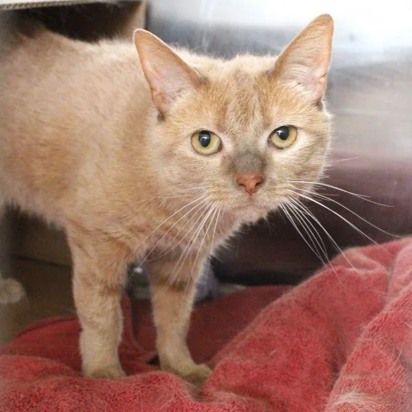 An adult medium-sized female Domestic Short Hair cat named Brennan for adoption in Des Moines, IA