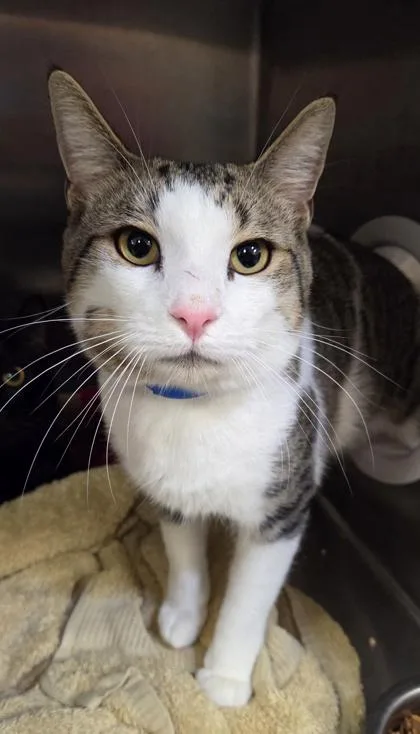 An adult large-sized male Domestic Short Hair cat named Rainy for adoption in Westland, MI