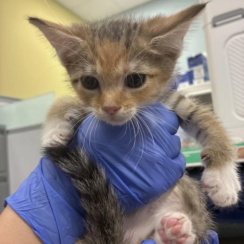A baby small-sized female Brown / Chocolate Domestic Short Hair cat named Henrietta for adoption in Greensboro, NC