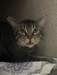 An adult medium-sized male Domestic Short Hair cat named Juan for adoption in Washington, DC