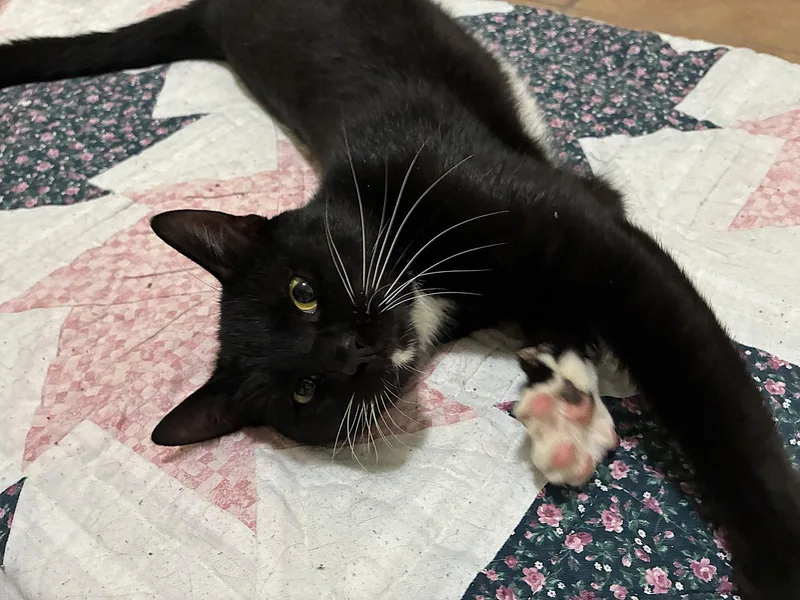 An adult medium-sized male Black & White / Tuxedo Domestic Short Hair cat named Vox for adoption in Oviedo, FL