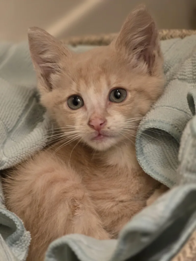 A baby medium-sized male Orange & White Domestic Short Hair cat named Dipper for adoption in Johnson City, TN