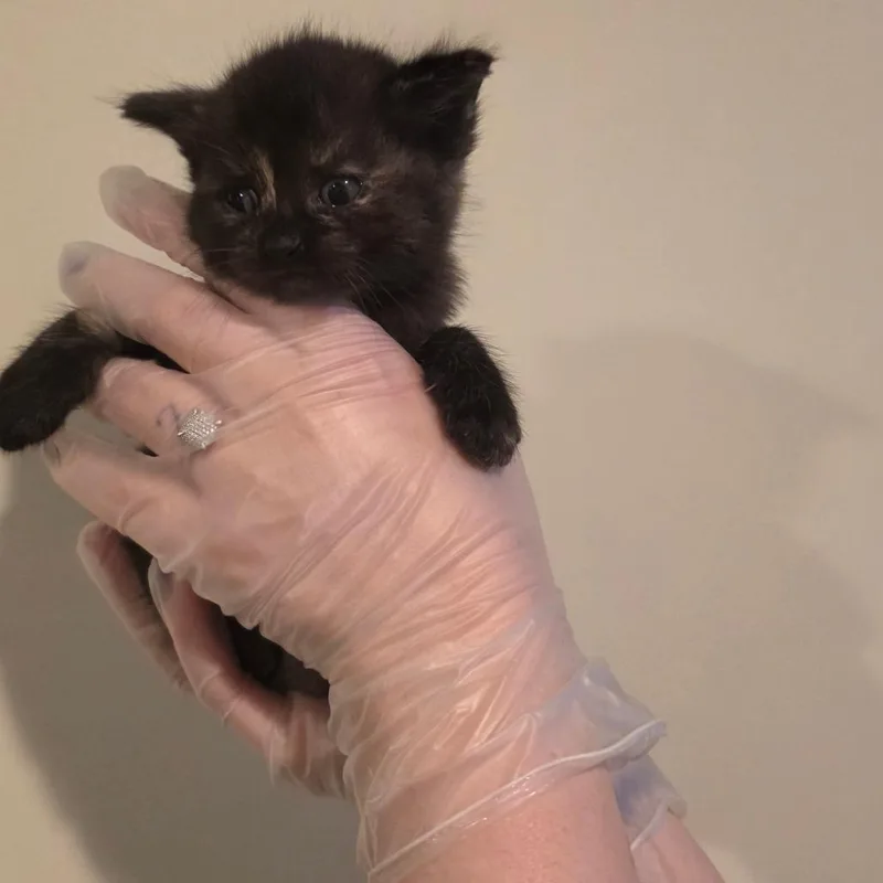 A baby small-sized female Tortoiseshell Domestic Short Hair cat named Leela for adoption in Overland Park, KS