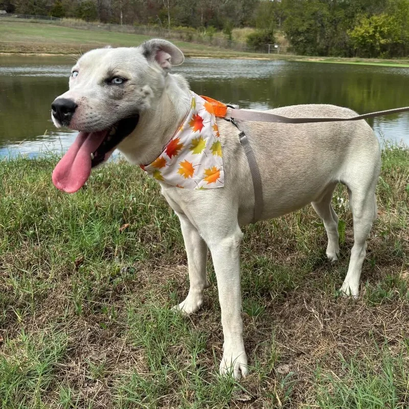 A young large-sized male White / Cream Terrier dog named Icee for adoption in Hackett, AR