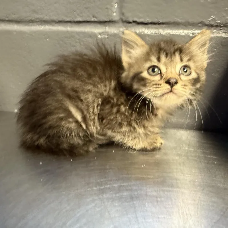 A baby small-sized female Brown / Chocolate Domestic Short Hair cat named Trinity for adoption in Pasadena , MD