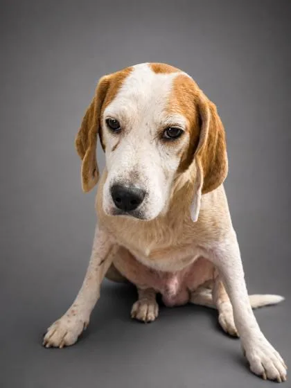 A senior medium-sized male Beagle dog named Anthony for adoption in Bowling Green, KY
