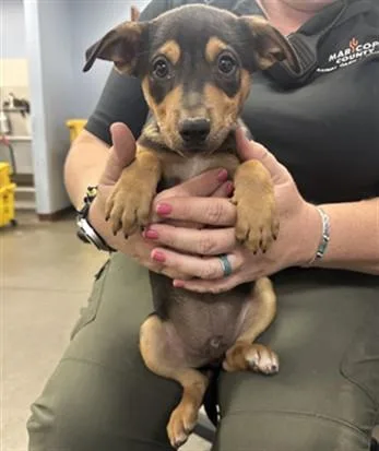 A baby large-sized male Pit Bull Terrier dog named Calamardo for adoption in Phoenix, AZ