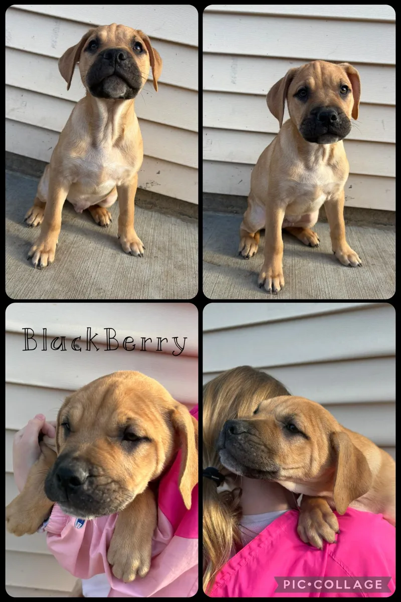 Blackberry thumbnail 2