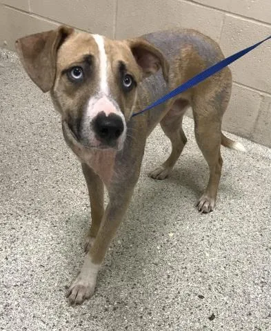 An adult medium-sized male Labrador Retriever dog named Jed for adoption in Conroe, TX