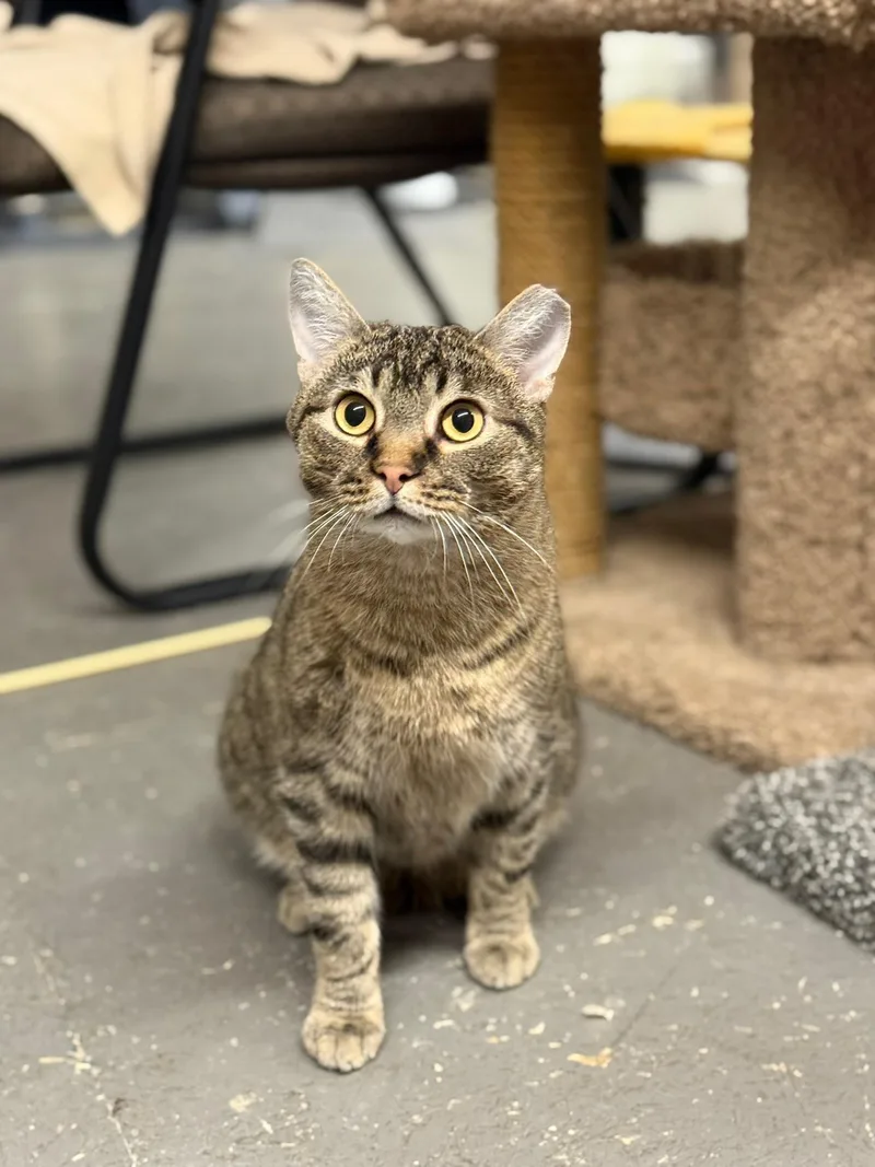 A young medium-sized male Tabby (Brown / Chocolate) Domestic Short Hair cat named Turbo for adoption in Hartville, OH