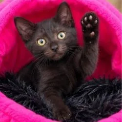 A baby small-sized male Black Domestic Short Hair cat named Zack for adoption in West Palm Beach, FL