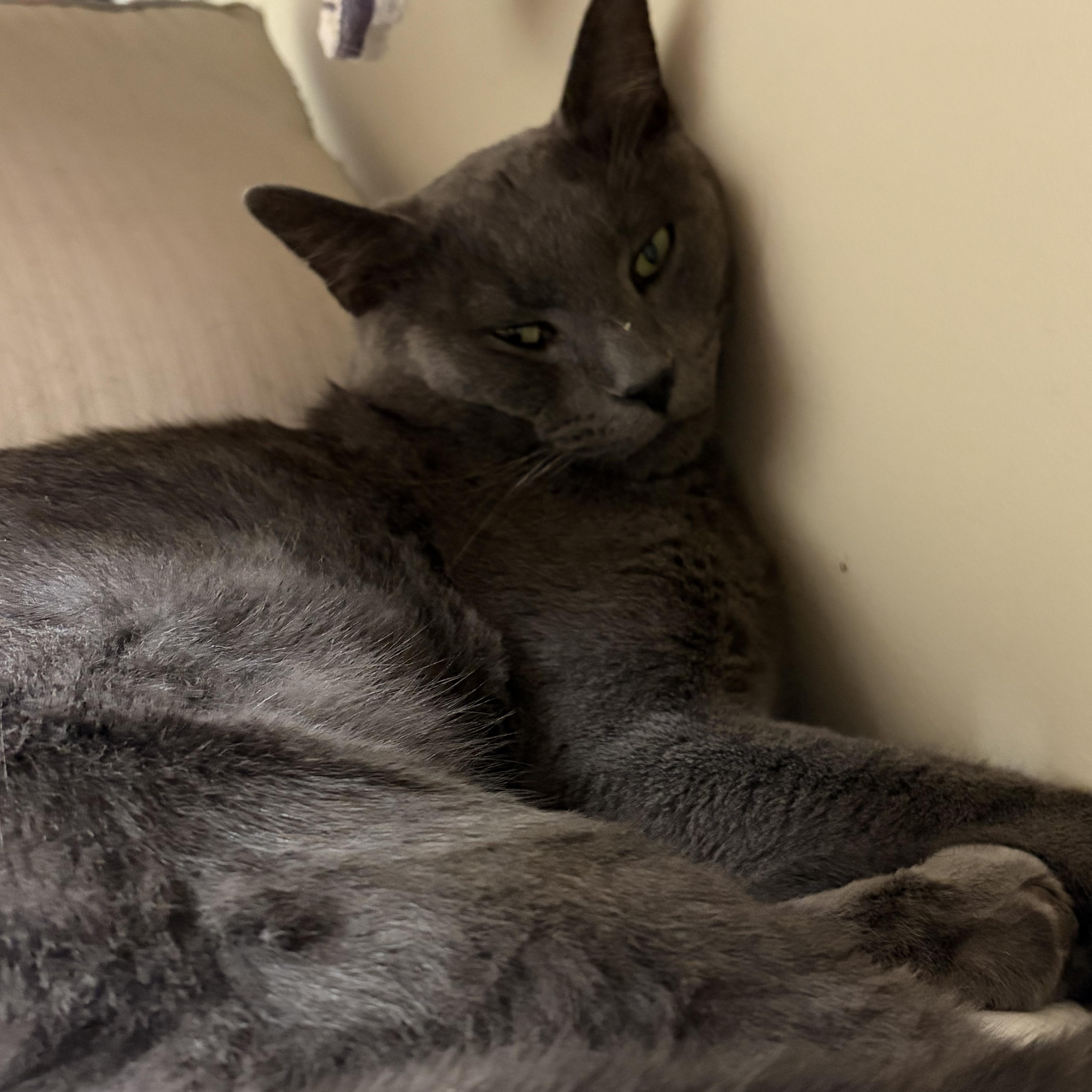 An adult medium-sized male Gray / Blue / Silver Domestic Short Hair cat named Pluto for adoption in Nashville, TN