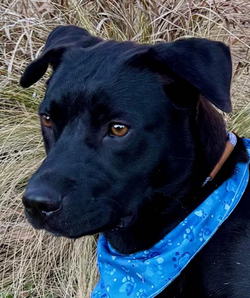 Midas  Gorgeous Boy! thumbnail 3