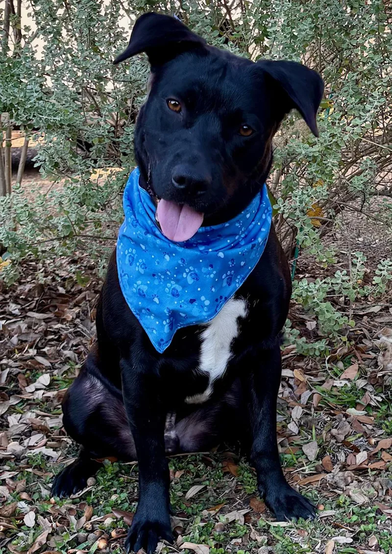 Midas  Gorgeous Boy! thumbnail 4