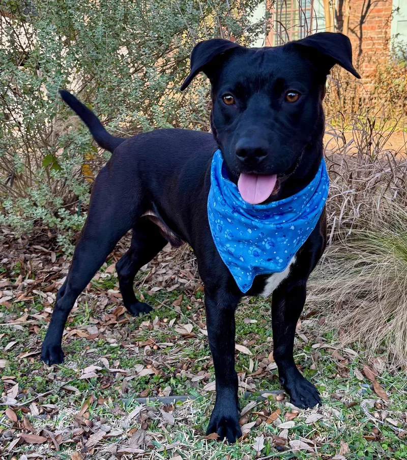 Midas  Gorgeous Boy!