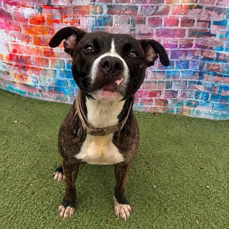 A young medium-sized male Brindle Mixed Breed dog named Sherman for adoption in Warren, OH