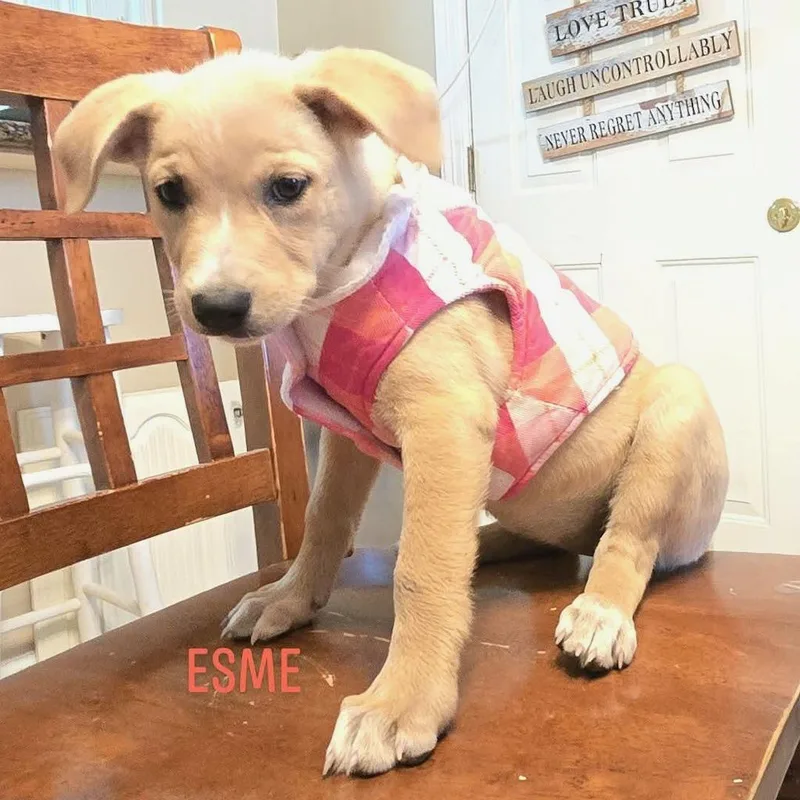 Esme thumbnail 5